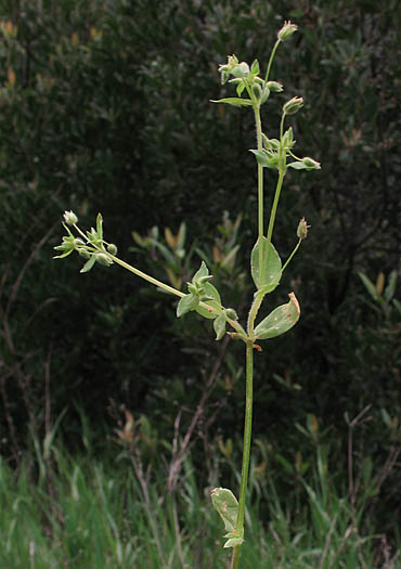 Detailed Picture 7 of Common Chickweed