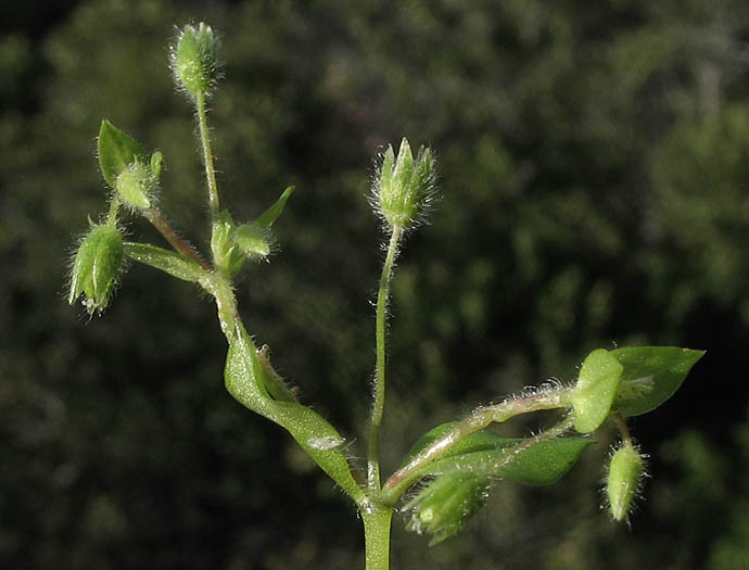 Detailed Picture 6 of Common Chickweed