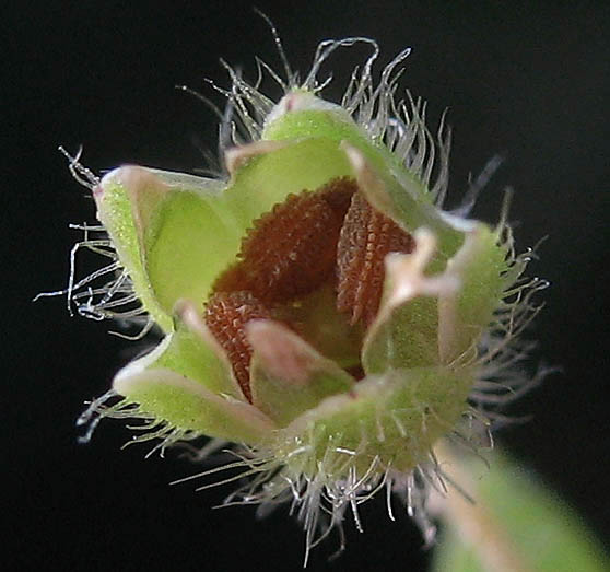 Detailed Picture 8 of Common Chickweed