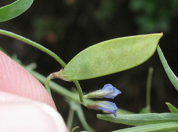 Detailed Picture 8 of Slender Vetch