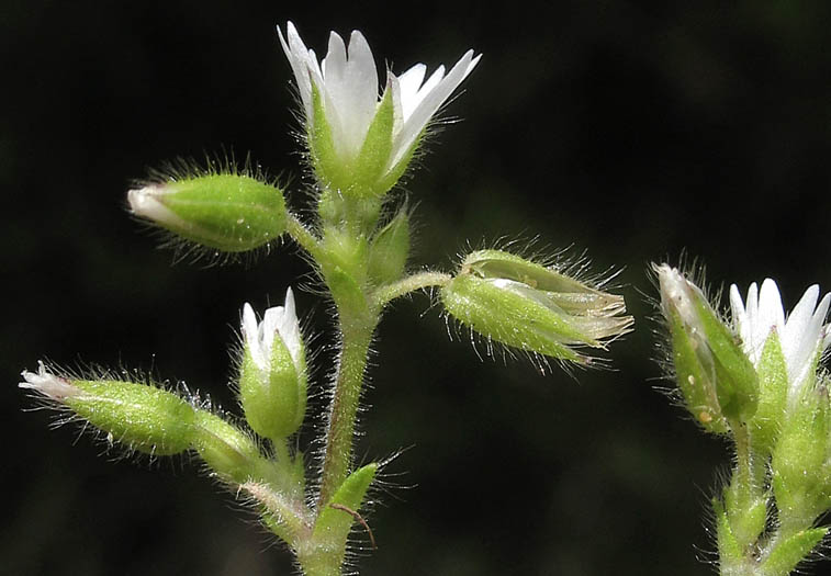 Detailed Picture 2 of Mouse-eared Chickweed