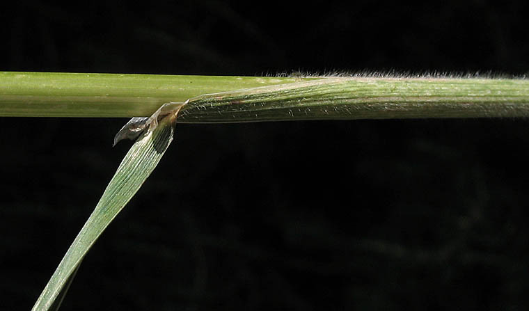 Detailed Picture 4 of Rescue Grass