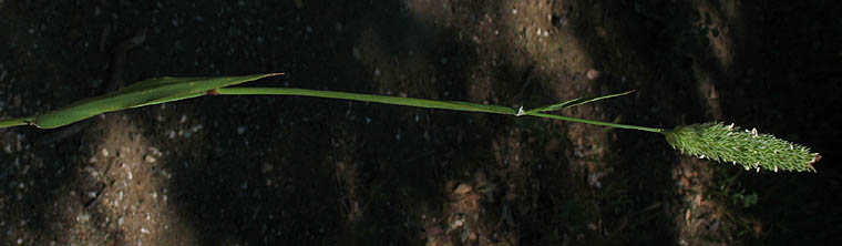 Detailed Picture 4 of Lesser Canarygrass