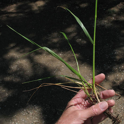 Detailed Picture 5 of Lesser Canarygrass