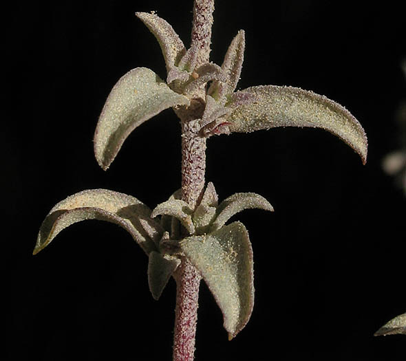 Detailed Picture 3 of Coulter's Saltbush