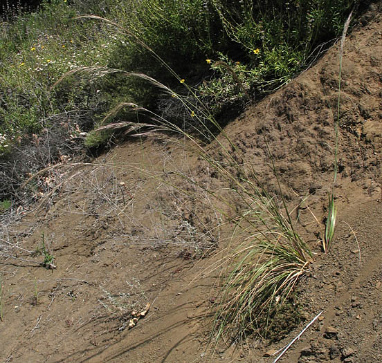 Detailed Picture 6 of Giant Stipa