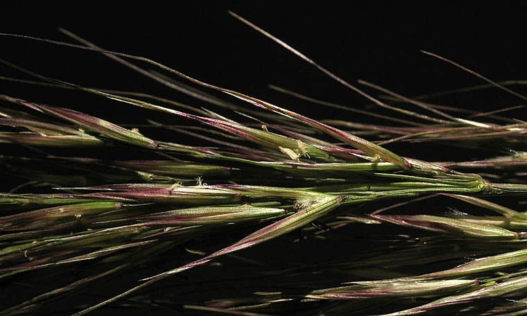 Detailed Picture 3 of Giant Stipa