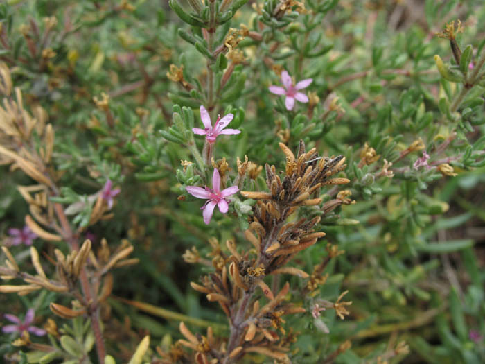 Detailed Picture 4 of Alkali Heath