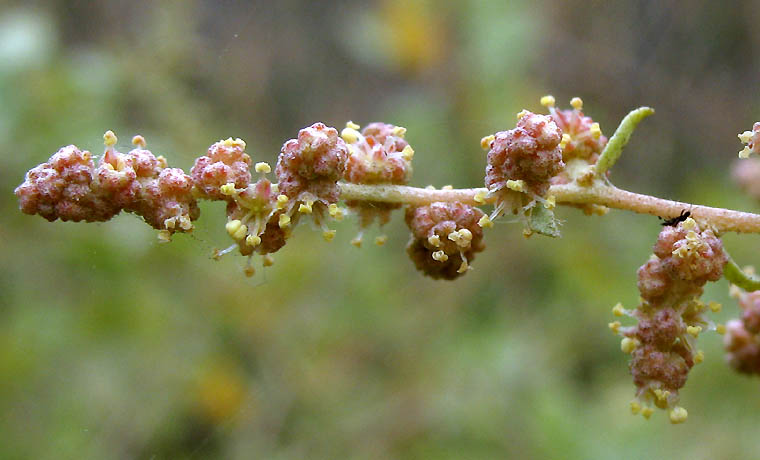 Detailed Picture 3 of Quail Bush