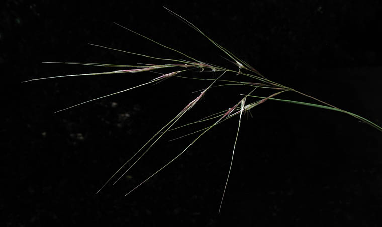 Detailed Picture 1 of Nodding Needlegrass