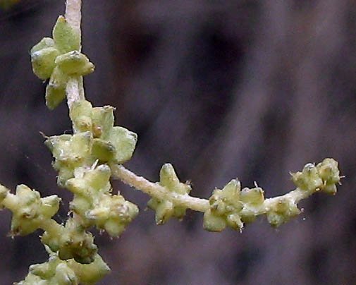 Detailed Picture 5 of Quail Bush