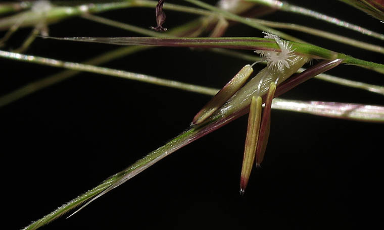 Detailed Picture 2 of Nodding Needlegrass