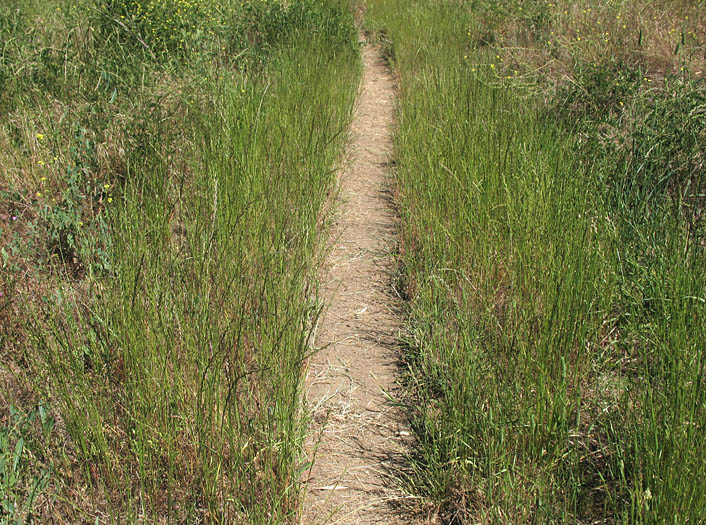 Detailed Picture 7 of Perennial Ryegrass