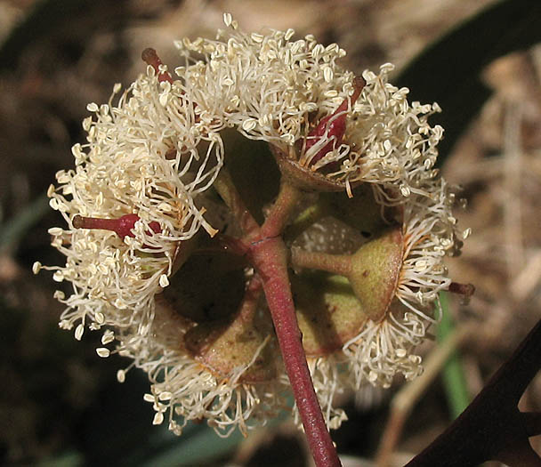 Detailed Picture 3 of Red Gum