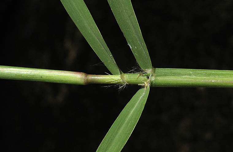 Detailed Picture 8 of Bermuda Grass