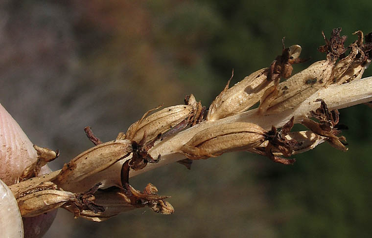 Detailed Picture 8 of Chaparral Rein Orchid