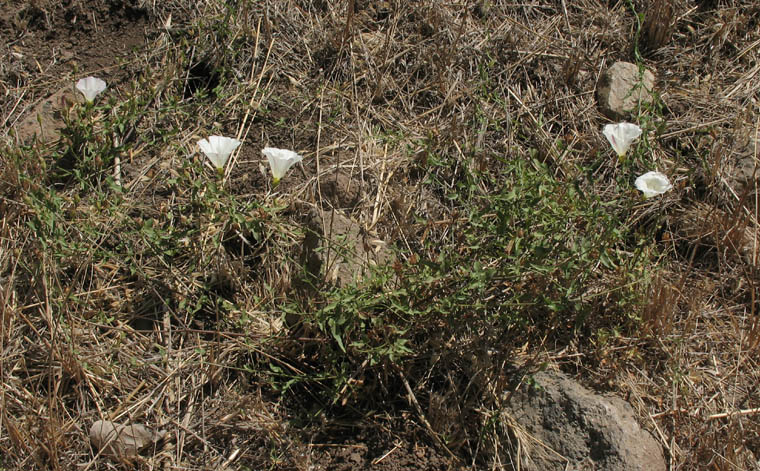 Detailed Picture 6 of South Coast False Bindweed