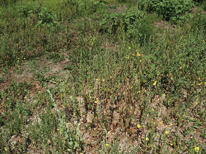 Detailed Picture 7 of Pitseed Goosefoot