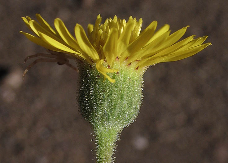 Detailed Picture 2 of Telegraph Weed