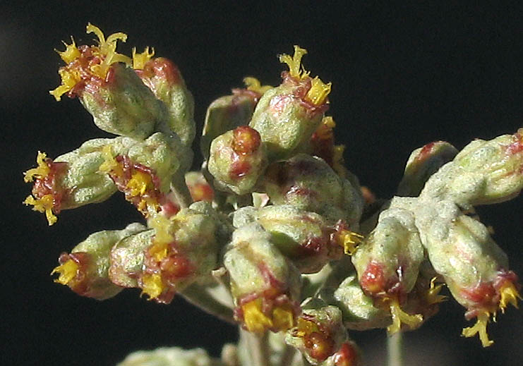 Detailed Picture 2 of Mojave Sagebrush