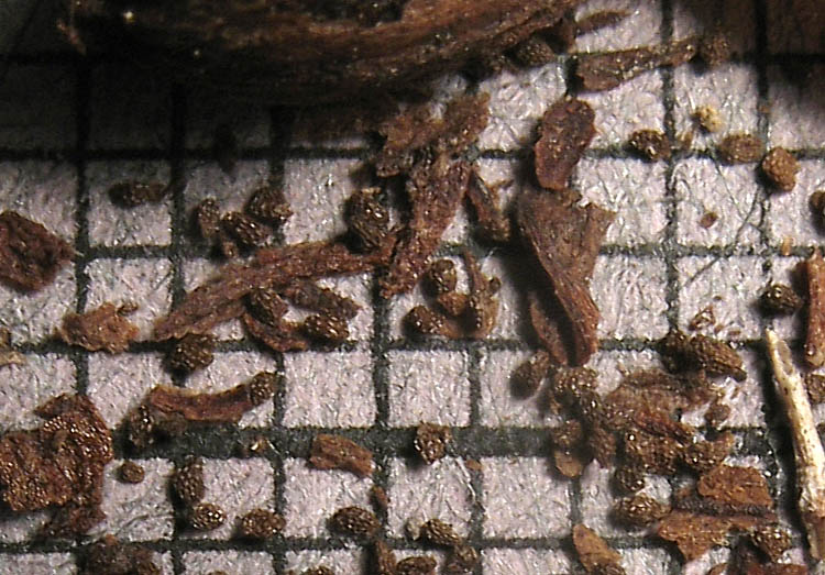 Detailed Picture 6 of Parish's broomrape