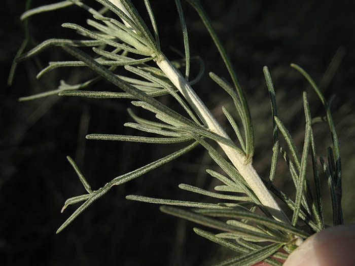 Detailed Picture 5 of California Sagebrush