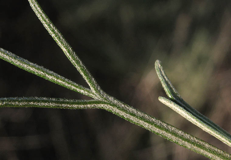 Detailed Picture 6 of California Sagebrush