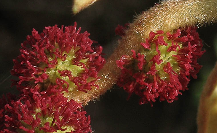 Detailed Picture 2 of Western Sycamore