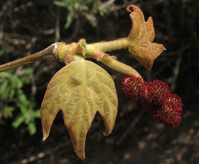 Detailed Picture 1 of Western Sycamore