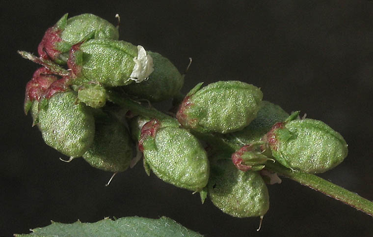 Detailed Picture 6 of Yellow Sweet Clover