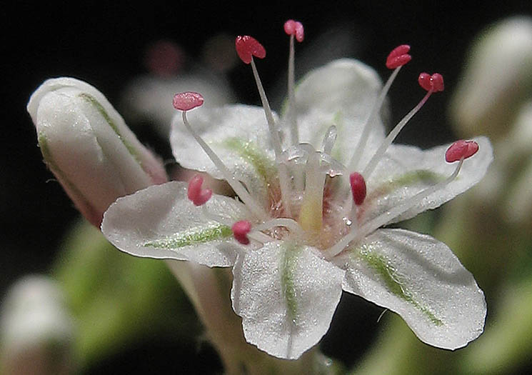 Detailed Picture 2 of California Buckwheat