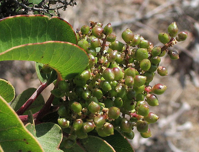 Detailed Picture 8 of Laurel Sumac