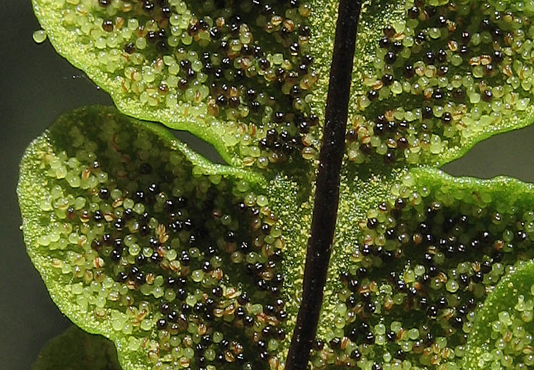 Detailed Picture 5 of Goldback Fern