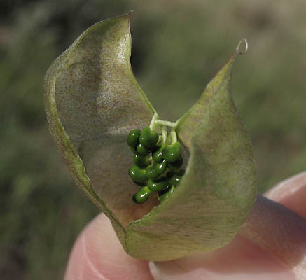 Detailed Picture 6 of Southern California Locoweed