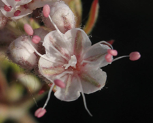 Detailed Picture 1 of California Buckwheat