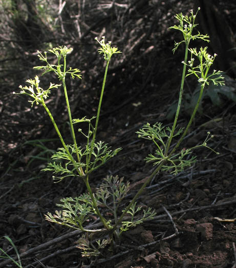 Detailed Picture 7 of Wild Celery