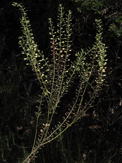 Detailed Picture 6 of Hairy Podded Peppergrass