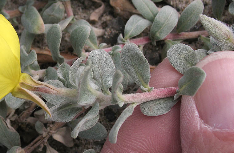 Detailed Picture 4 of Beach Evening Primrose