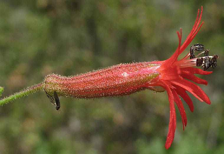 Detailed Picture 2 of Indian Pink