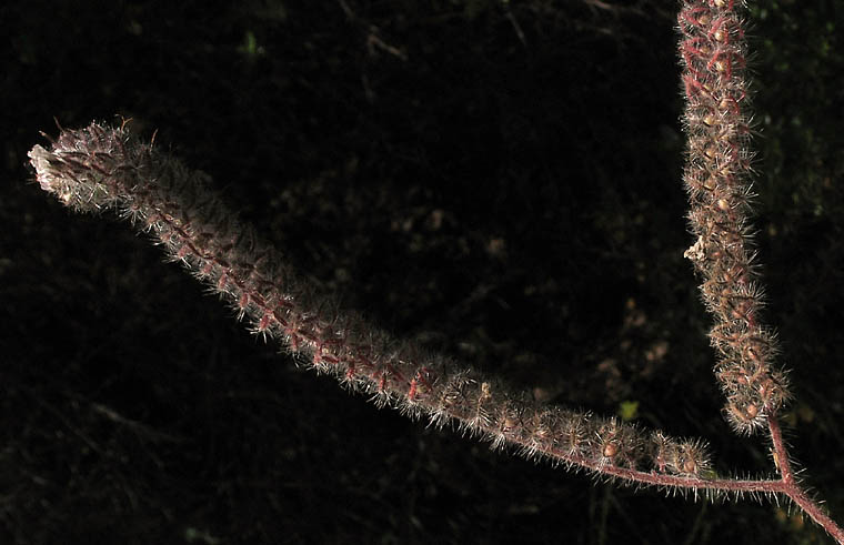 Detailed Picture 4 of Caterpillar Phacelia