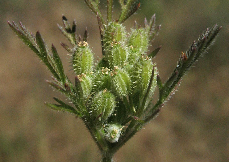 Detailed Picture 4 of Rattlesnake Weed