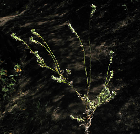 Detailed Picture 5 of White Forget-me-not