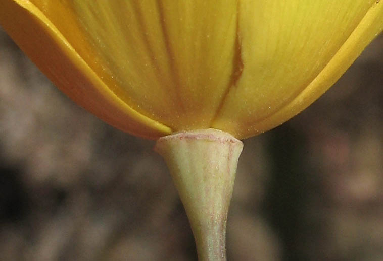 Detailed Picture 4 of California Poppy