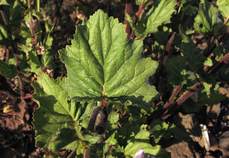 Detailed Picture 8 of Large-flowered Phacelia