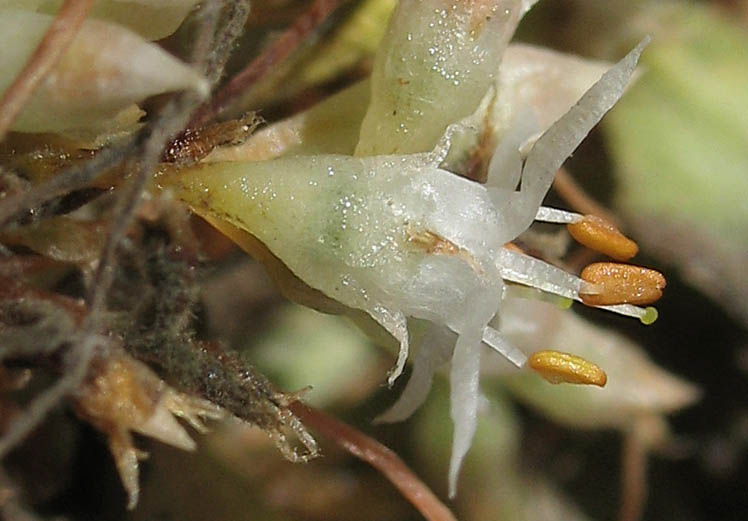 Detailed Picture 1 of California Dodder