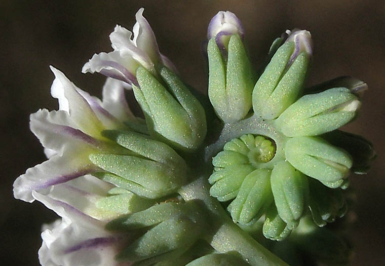 Detailed Picture 2 of Wild Heliotrope