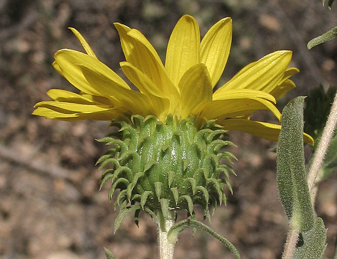 Detailed Picture 2 of Gum Plant