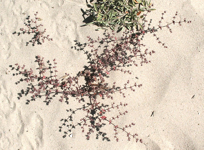 Detailed Picture 7 of California Chorizanthe