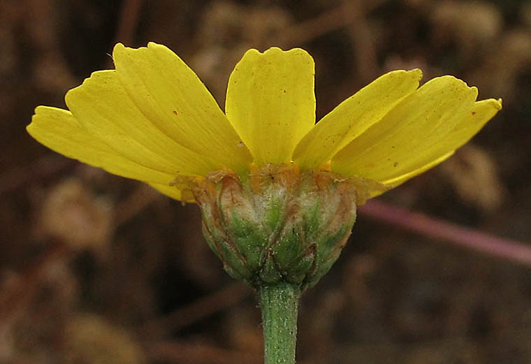 Detailed Picture 3 of Garland Chrysanthemum