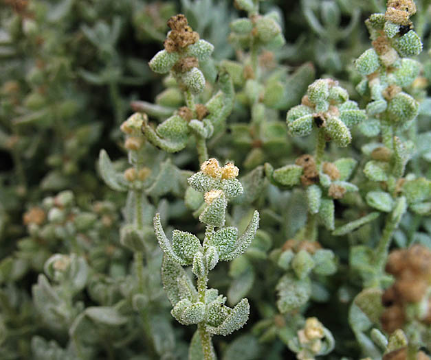 Detailed Picture 5 of California Saltbush